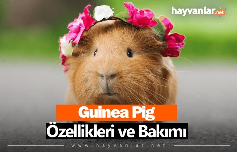 Guinea Pig Gine Domuzu Zellikleri Ve Bak M Hayvanlar Net