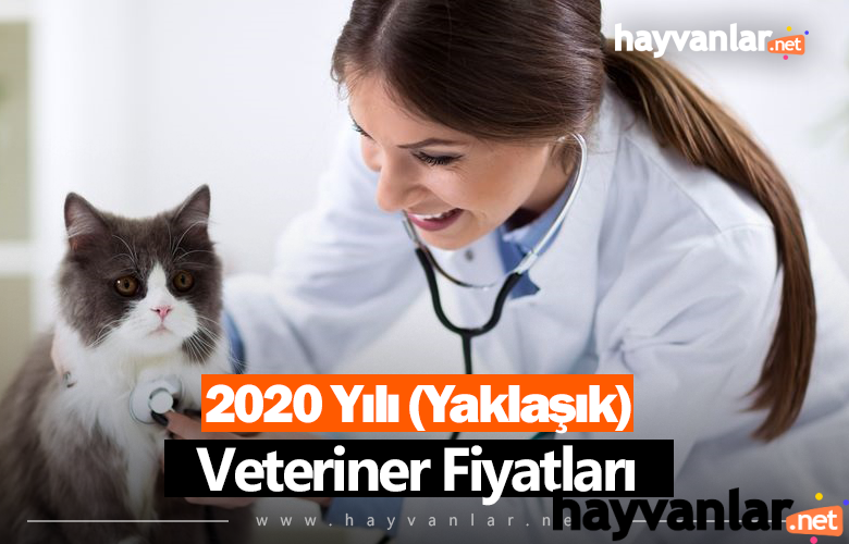 Kedi Aşıları Ücretsiz Ankara
