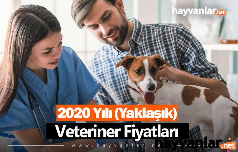 2020 Veteriner Fiyatlari Ucretleri Yaklasik Hayvanlar Net Turkiye Nin En Buyuk Hayvanlar Forumu