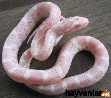 albino corn snake.jpg