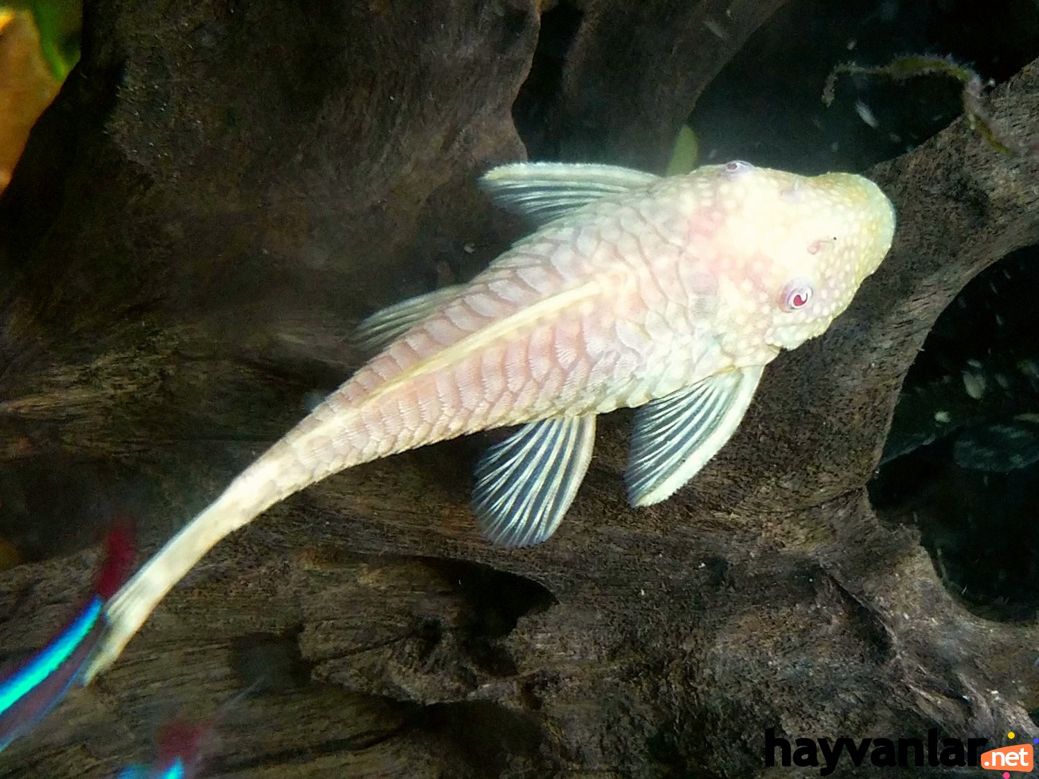 Albino Vatoz Balığı Özellikleri ve Bakımı.jpg