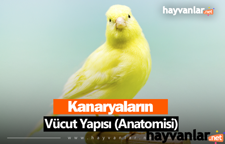 kanarya-vucut-yapisi-anatomisi-1.png