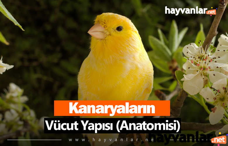 kanarya-vucut-yapisi-anatomisi.png