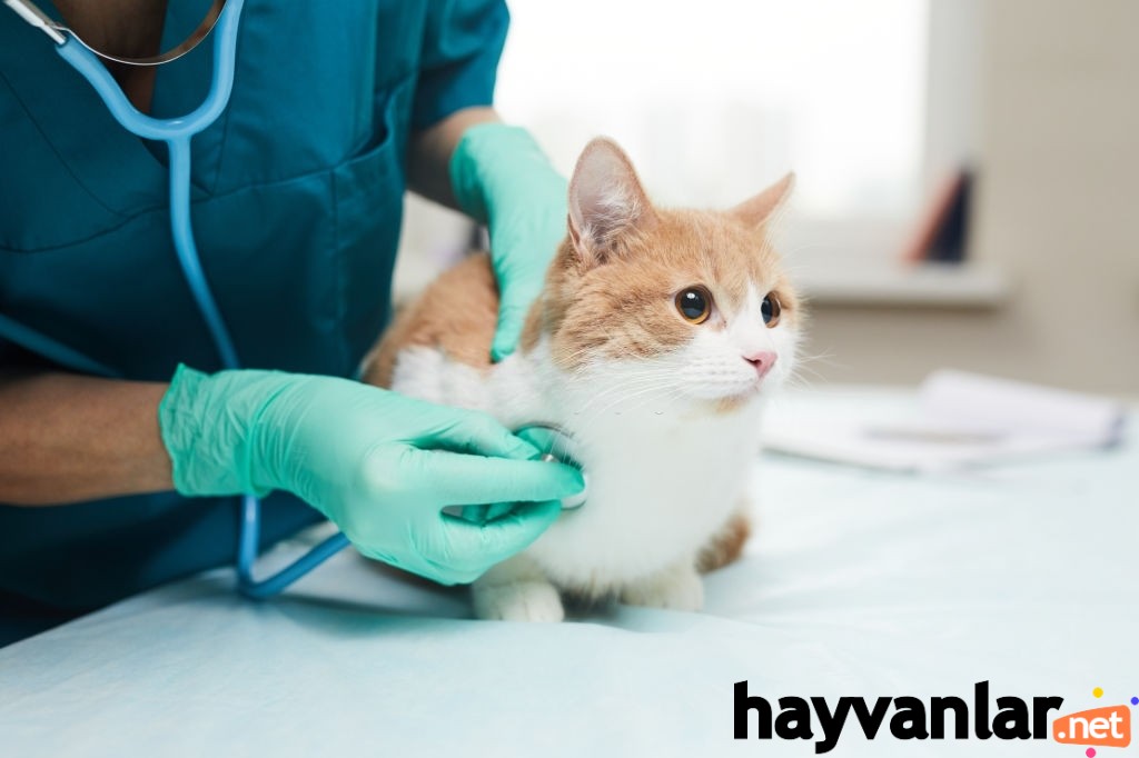 kedi aşı takvimi nasıl olmalı.jpg