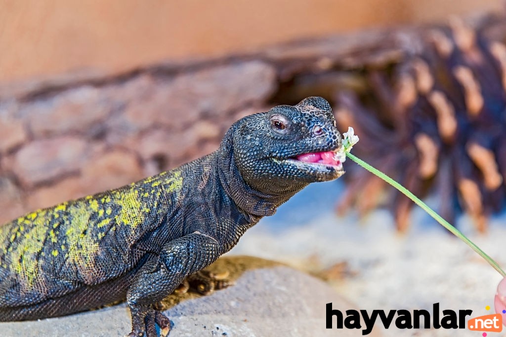 uromastyx lizard eat flowers.jpg