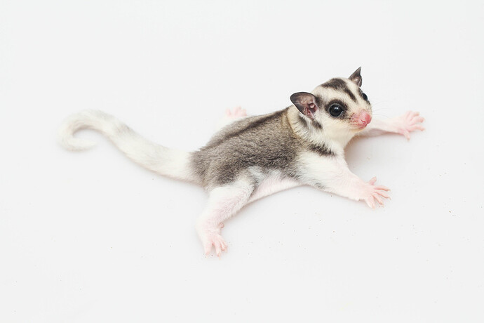 sugar-glider