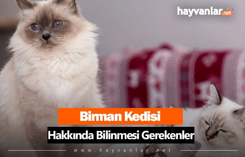 Birman Kedisi