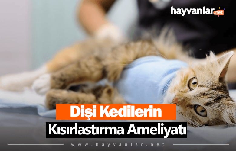 Dişi Kedilerin Kısırlaştırma Ameliyatı