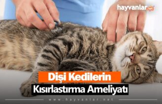 Dişi Kedilerin Kısırlaştırma Ameliyatı
