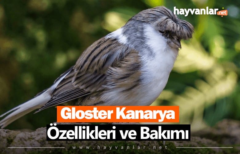 Gloster Kanarya