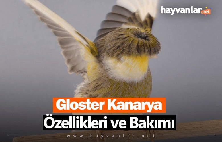 Gloster Kanarya Bakımı ve Özellikleri