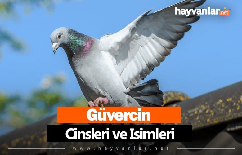 Güvercin Cinsleri