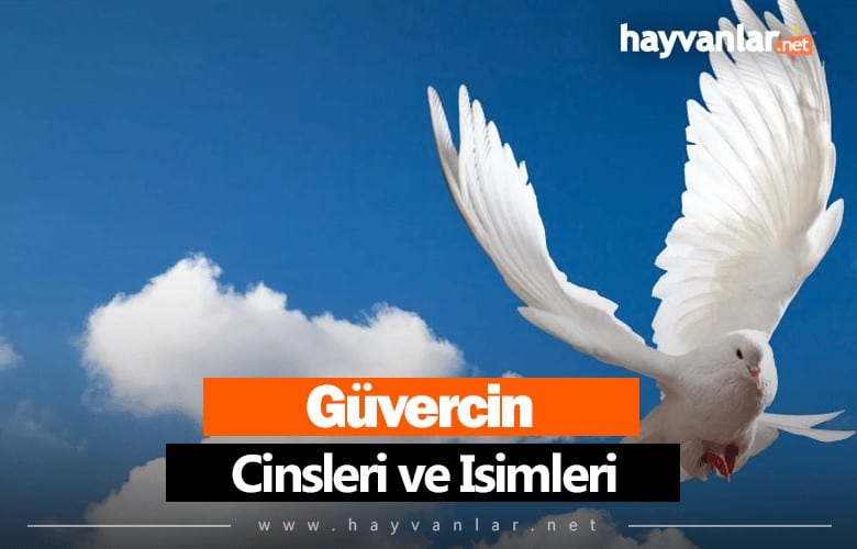 Güvercin Cinsleri
