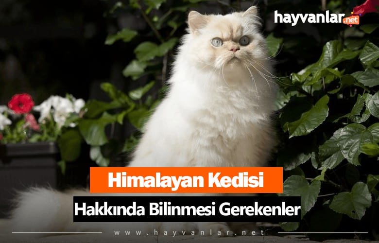 Himalayan Kedisi