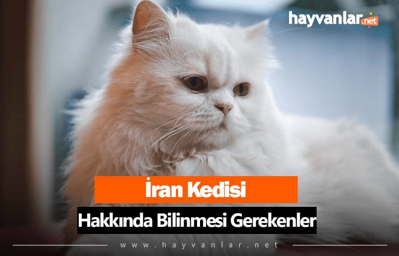 İran Kedisi