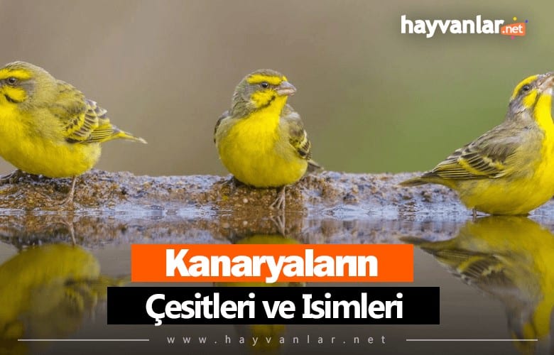 Kanaryalar