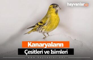 Kanaryalar