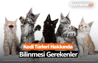 Kedi Türleri