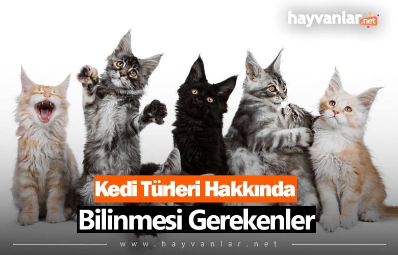 Kedi Türleri