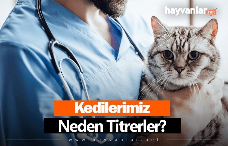 Kedi Neden Titrer