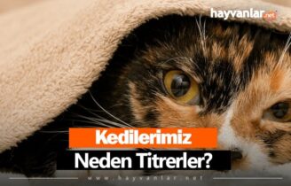 Kedi Neden Titrer