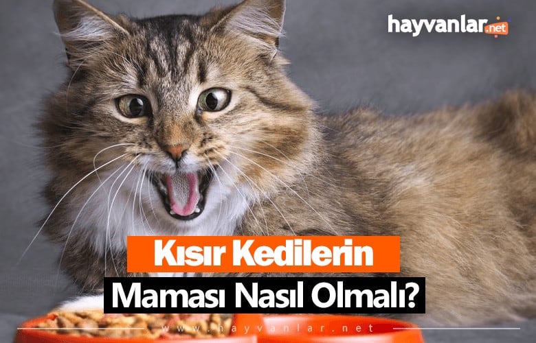 Kısır Kedi Maması