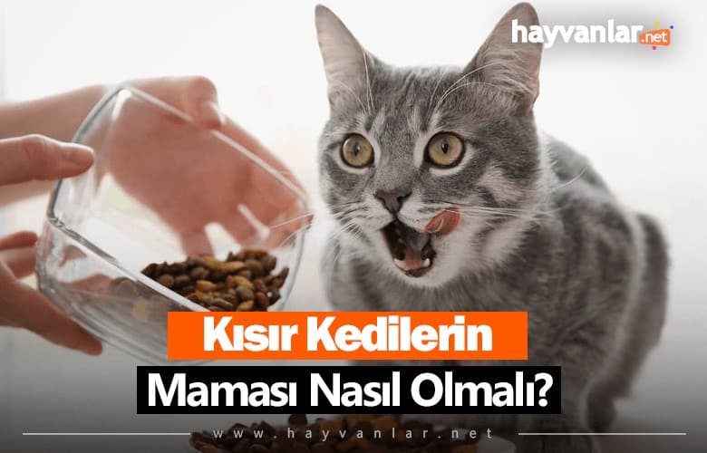 Kısır Kedi Maması