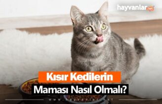 Kısır Kedi Maması