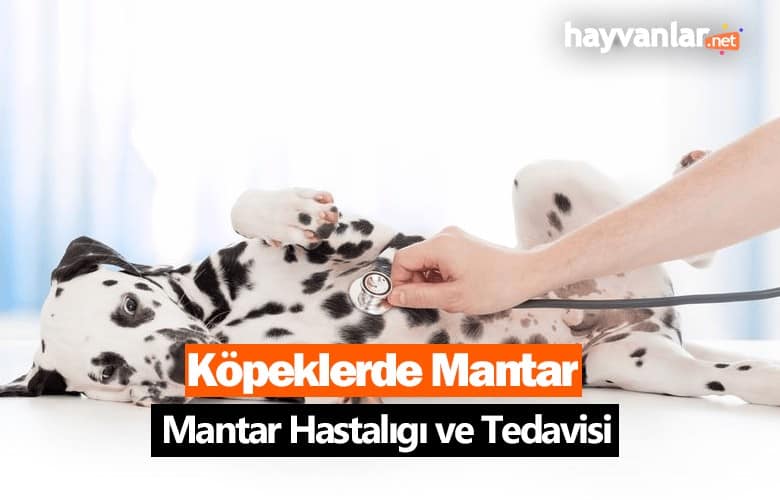 Köpeklerde Mantar Hastalığı