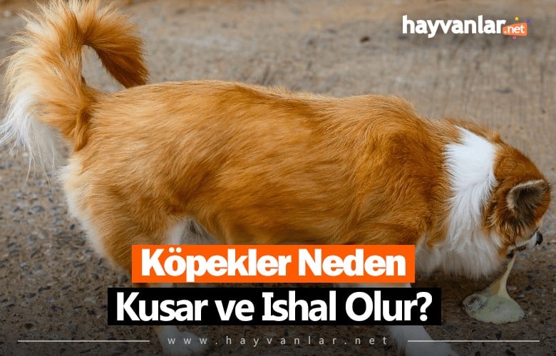 Köpekler Hakkında