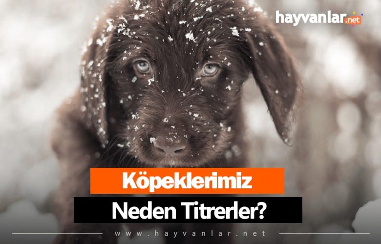 Köpekler Neden Titrer