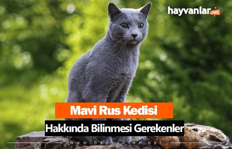 Mavi Rus Kedisi