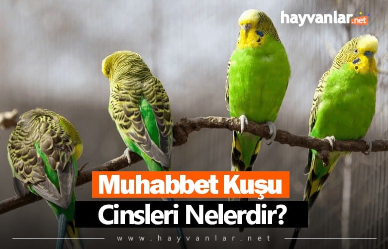 Muhabbet Kuşu