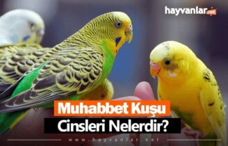 Muhabbet Kuşu