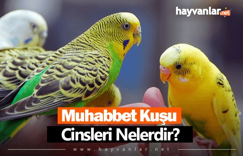 Muhabbet Kuşu