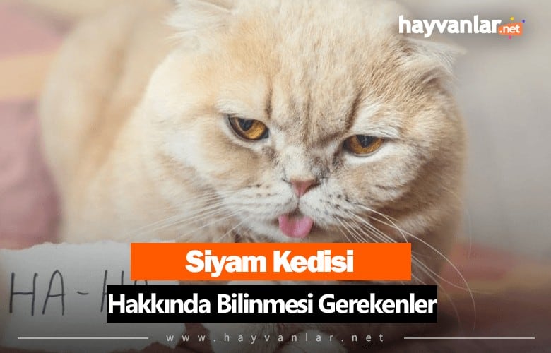 Scottish Fold