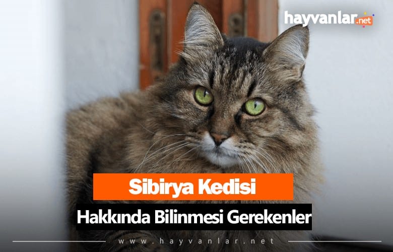 Sibirya Kedisi
