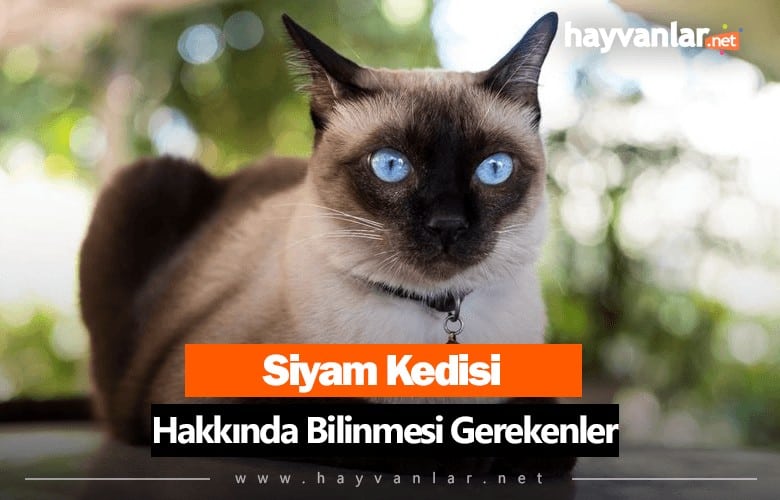 Siyam Kedisi