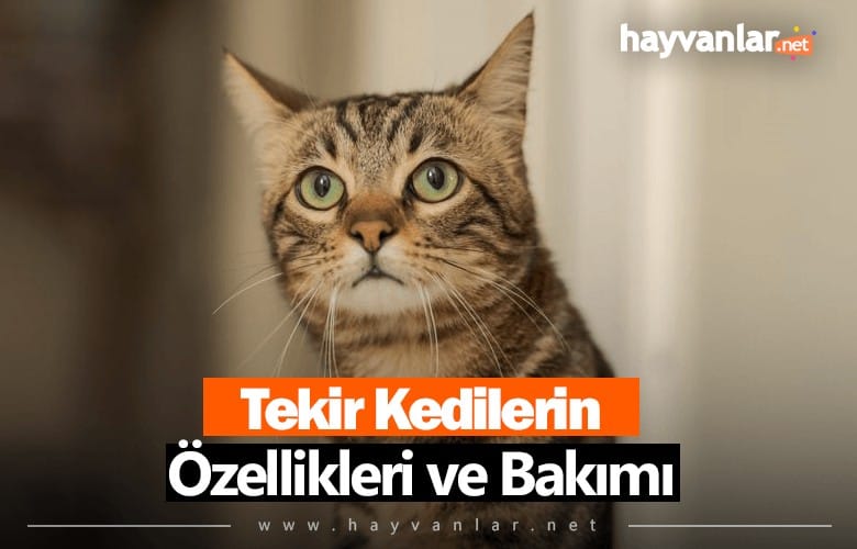 Tekir Kediler