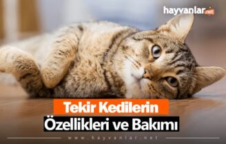 Tekir Kediler