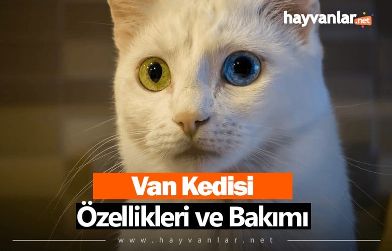 Van Kedisi