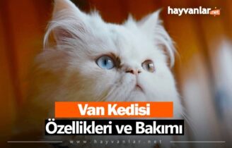 Van Kedisi