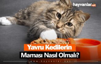 Yavru Kedi Maması