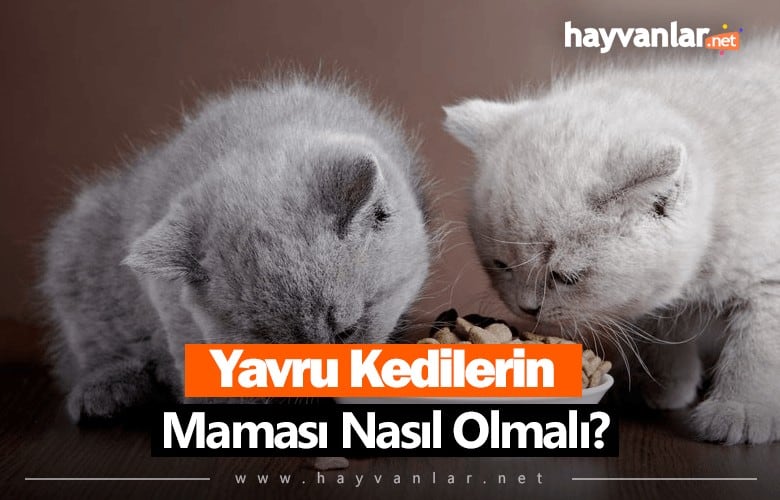 Yavru Kedi Maması