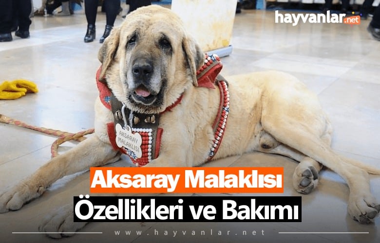 Aksaray Malaklısı