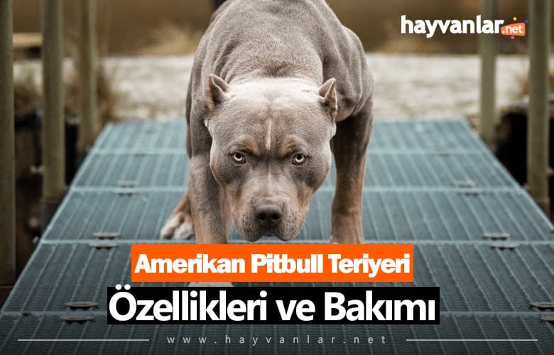 Amerikan Pitbull Teriyeri