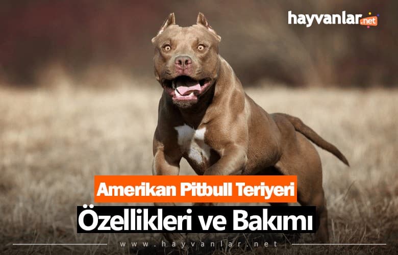 Amerikan Pitbull Teriyeri