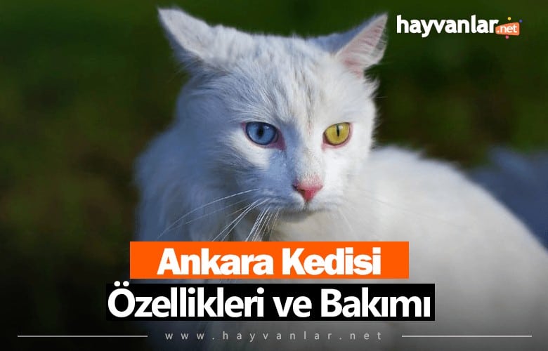 Ankara Kedisi