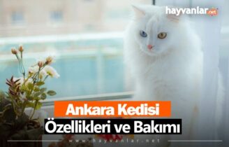 Ankara Kedisi