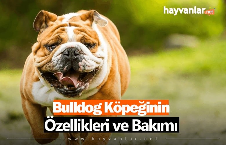 Bulldog Cinsi Köpek